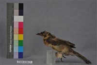 藏品(白頭翁)的圖片